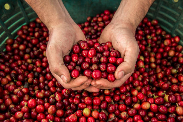 image if coffee freshly harvest