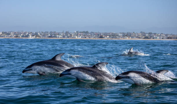 image of Dolphin watching