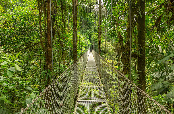 image of Monteverde Could Forest